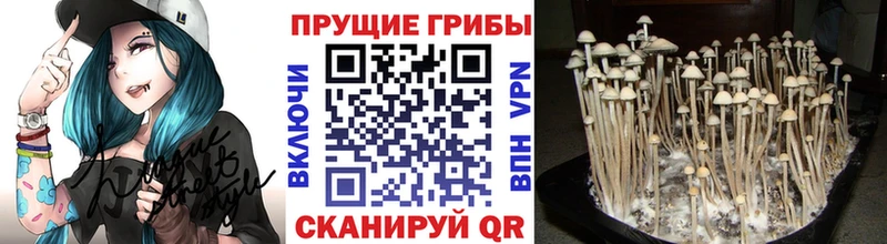 площадка формула Мурино Псилоцибиновые грибы GOLDEN TEACHER